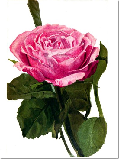 rose2_rpfh rose2_rpfh