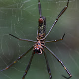 The national park at Ybycuí has some big bugs!