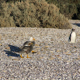 Steamer ducks and a lone penguino