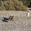 Steamer ducks and a lone penguino