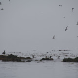 Steamer ducks and gulls