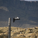 Andean Condor