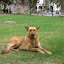 Dog that joined us while we enjoyed a coffee in the plaza.