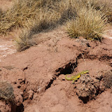 A lizard!