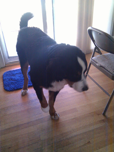 What Antiinflammatory Can Dogs Take What Antiinflammatory Can Dogs Take