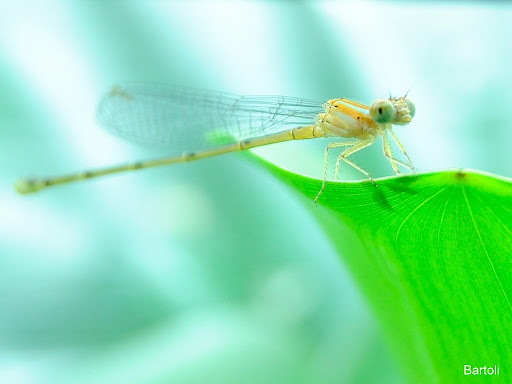 Dragonfly+larvae+buy
