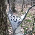 Tent caterpillars
