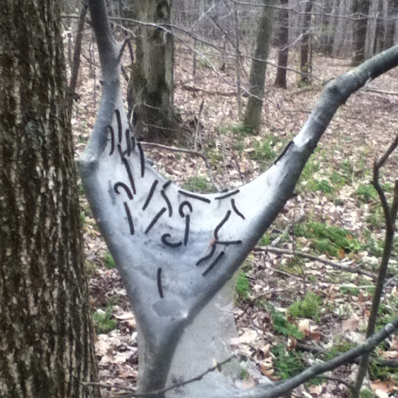 Spotting Image 1