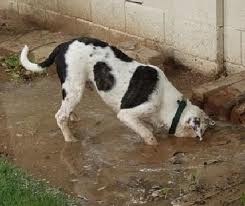 [dirty digging[4].jpg]