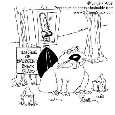 [beaver[1].jpg]