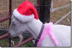 xmas_goat1