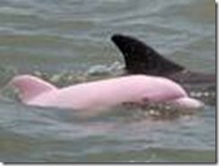 pink dolphin1