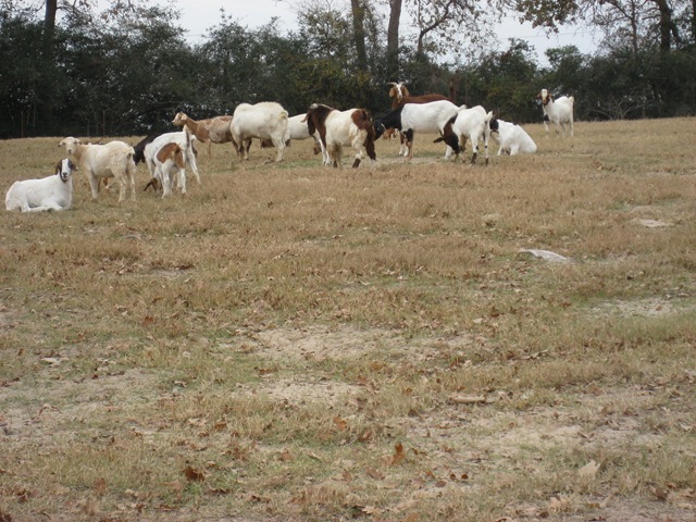[goats 011[3].jpg]