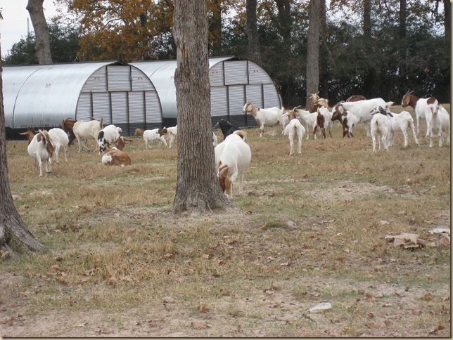 goats 012