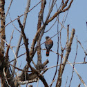 American Kestrel