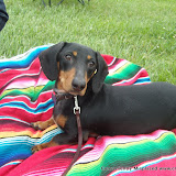 2009-08-22 Bavarian Doxie Fest