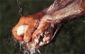 [washing hands with a bar of soap[3].jpg]