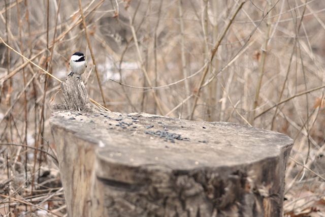 [bird on stump[4].jpg]
