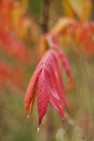 [fall[4].jpg]