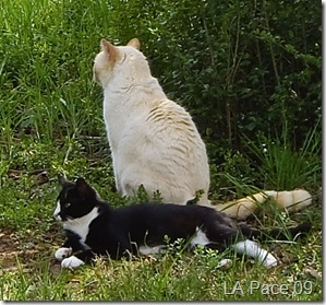 Jamie-and-Charlie-cat-friends-at-last