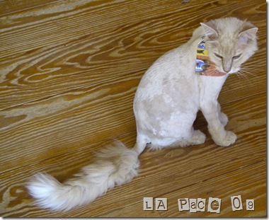 Harry Poodle
