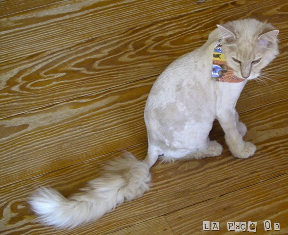 [Harry Poodle[11].jpg]