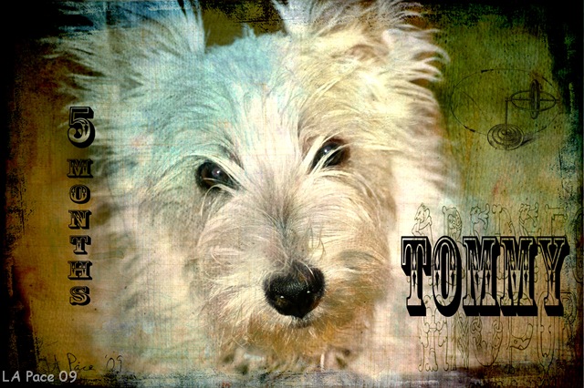 [Tommy 5 months[9].jpg]
