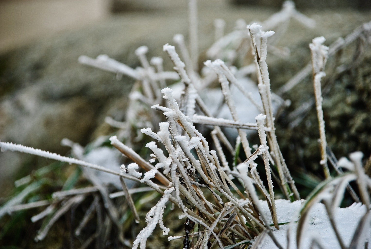 [frozen-grass-straws[3].jpg]