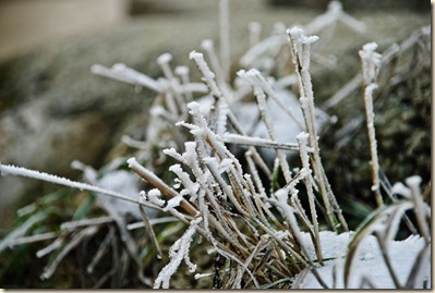 frozen-grass-straws