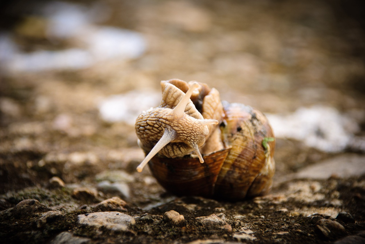 [crawl-snail-3[3].jpg]