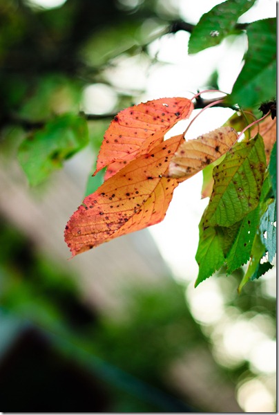sign-of-fall-red-brownish-leaf-1