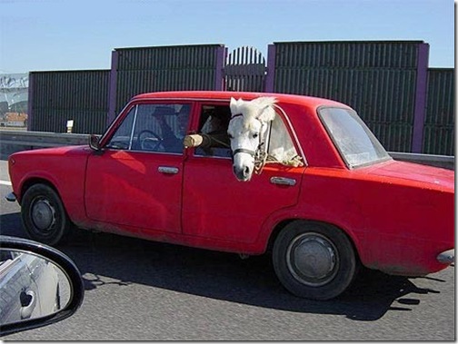 cavalo