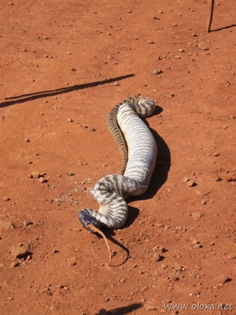 image017