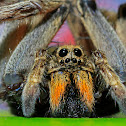 Spider