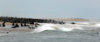 Jede Menge Robben an der Landzunge bei Pelican Point Jede Menge Robben an der Landzunge bei Pelican Point