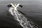 Pelikan beim Wasserski-Fahren und Landen Pelikan beim Wasserski-Fahren und Landen