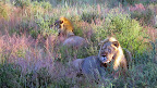 Zwei Löwen im Kgalagadi Park im März 2006 - hohes grünes Gras in roter Blüte Zwei Löwen im Kgalagadi Park im März 2006 - hohes grünes Gras in roter Blüte