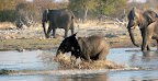Ein junger Elefant tobt im Wasser - Etosha National Park, Wasserstelle “Goas” Ein junger Elefant tobt im Wasser - Etosha National Park, Wasserstelle “Goas”