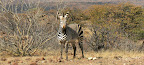 Bergzebra im Damaraland nähe Palmwag Bergzebra im Damaraland nähe Palmwag