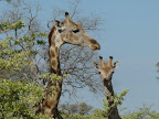 2 Giraffen in Botswana, es sind äußerst tolle und Wilde Pirschfahrten in unberührter Natur. 2 Giraffen in Botswana, es sind äußerst tolle und Wilde Pirschfahrten in unberührter Natur.