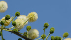 Kerzenakazie, der Frühling fängt an. Kerzenakazie, der Frühling fängt an.