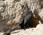 der Grauelärmvogel oder “Go away bird” der Grauelärmvogel oder “Go away bird”