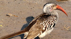 Rotschnabel Toko, frühmorgens im Savuti Campingplatz Rotschnabel Toko, frühmorgens im Savuti Campingplatz