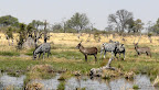 Zebras und Wasserböcke am Khwairiver, Moremi Park Zebras und Wasserböcke am Khwairiver, Moremi Park