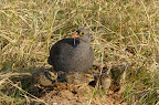 Rotschnabel Sporenhuhn mit 3 Jungen Rotschnabel Sporenhuhn mit 3 Jungen