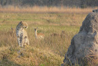 Der Leopard schaut sich um, wo mag seine nächste Beute sein. Der Leopard schaut sich um, wo mag seine nächste Beute sein.