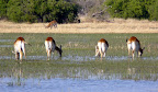 Lechwee im Vordergrung, hinten ein Impala Bock Lechwee im Vordergrung, hinten ein Impala Bock