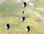 Elefanten mit Ihrem Schatten Elefanten mit Ihrem Schatten