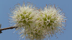 Es blüht im Okavango Delta, Knobbly Combretum. Es blüht im Okavango Delta, Knobbly Combretum.