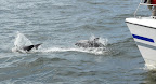 Tümmler spielen vor dem Catamaran. Tümmler spielen vor dem Catamaran.